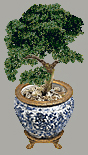 bonsai
