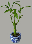 lucky bamboo